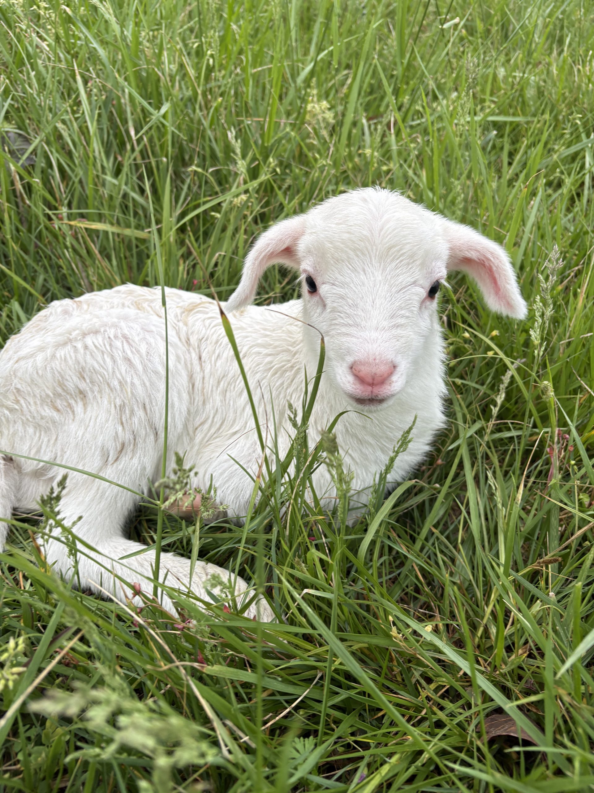 Newly Born Lamb