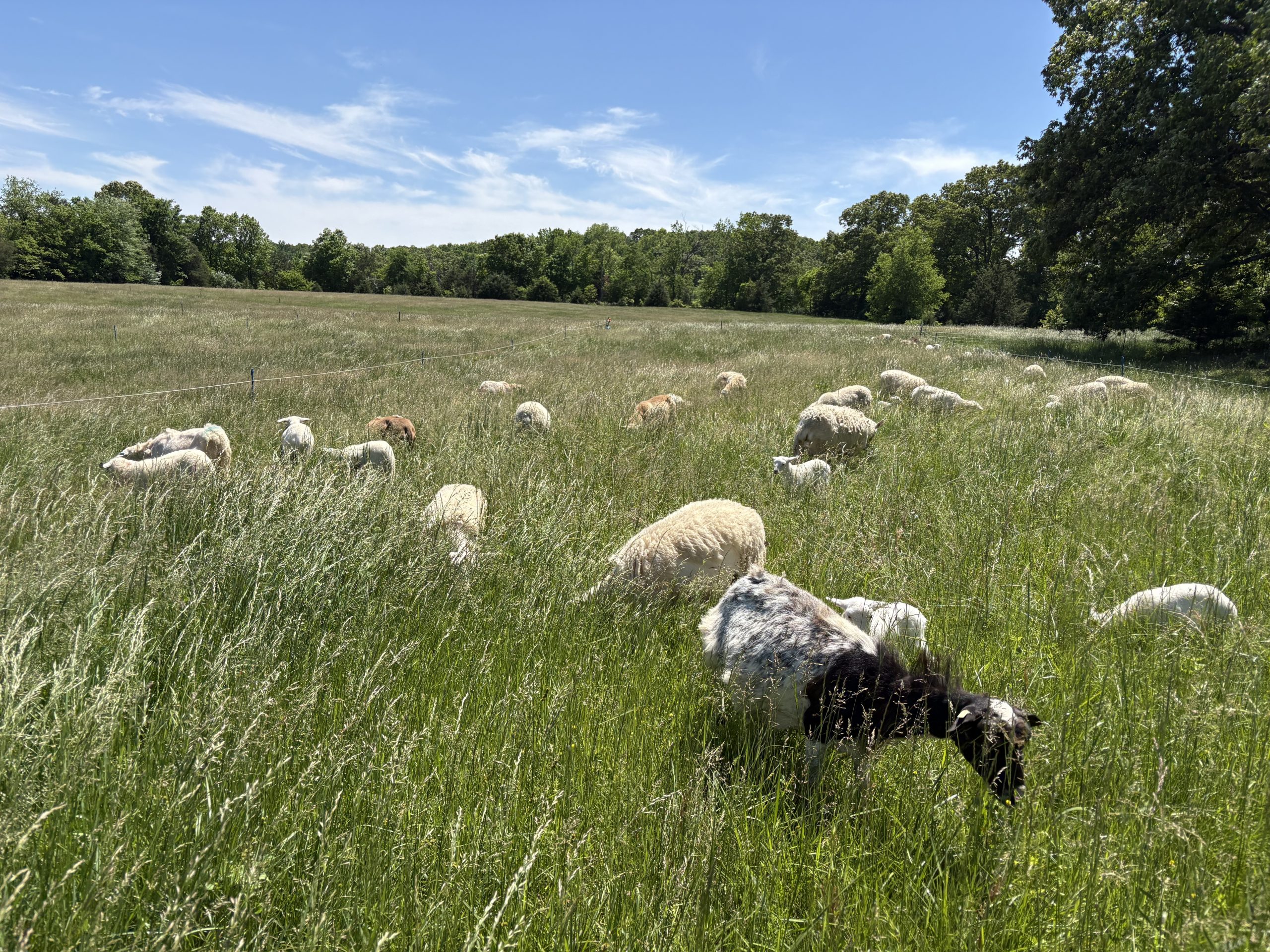 Ewes and Lambs Grazing in Pasture